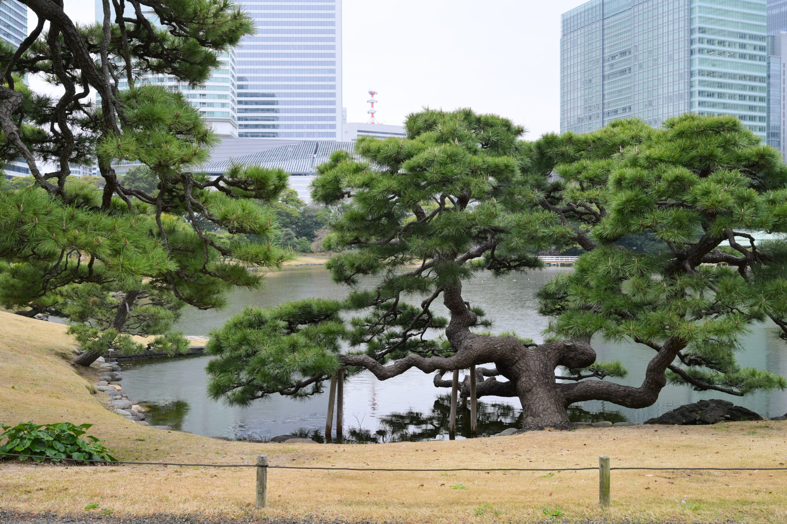 浜離宮恩賜庭園